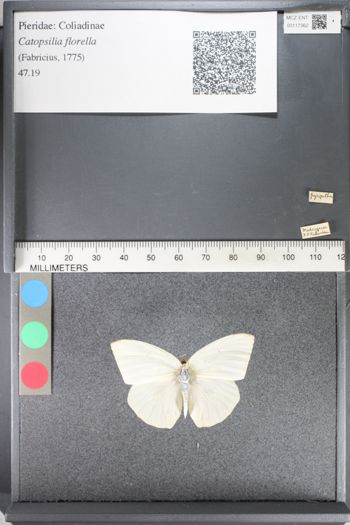Media type: image;   Entomology 117362
